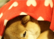 雷火电竞app-唯一焦点，当雷霆用慢征服了时间的狂飙