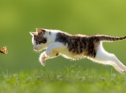 雷火电竞app-灰熊终结雄鹿，恩比德如何上演唯一剧本，成为终极关键先生？